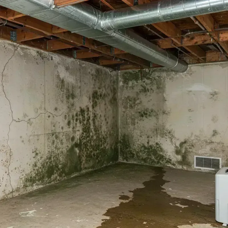 Professional Mold Removal in Chicago, IL